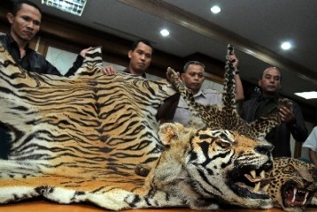 Kementrian LHK Sita Dua Kulit Harimau